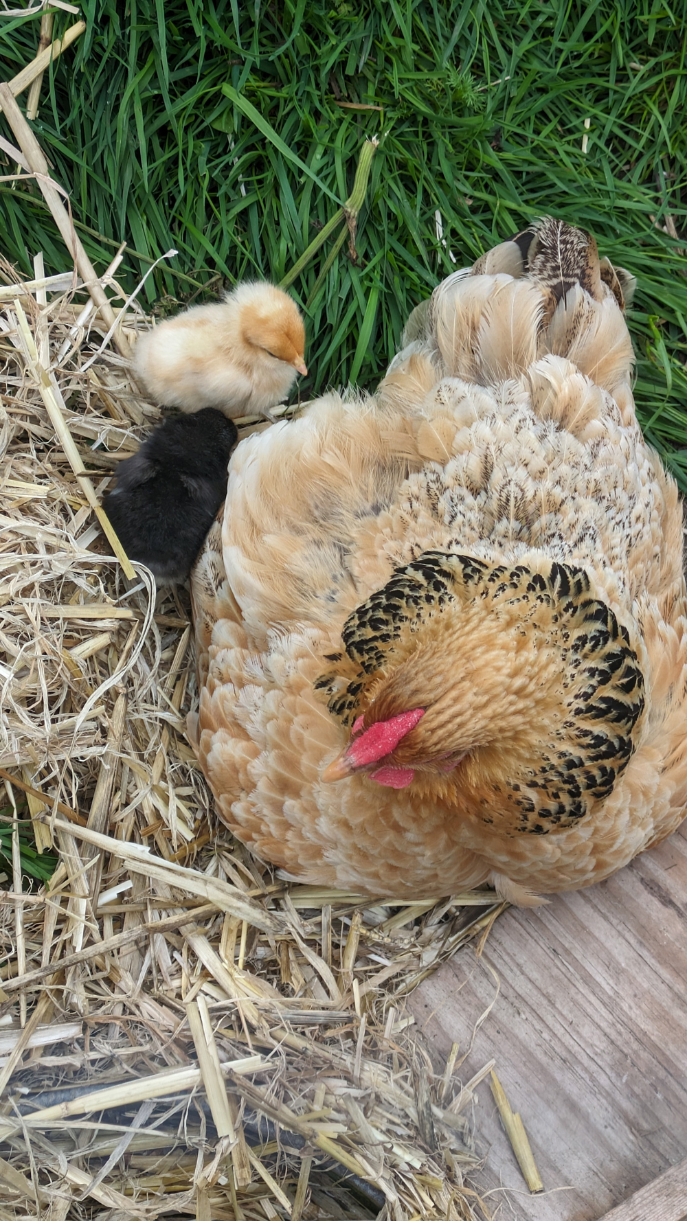 bantam hens