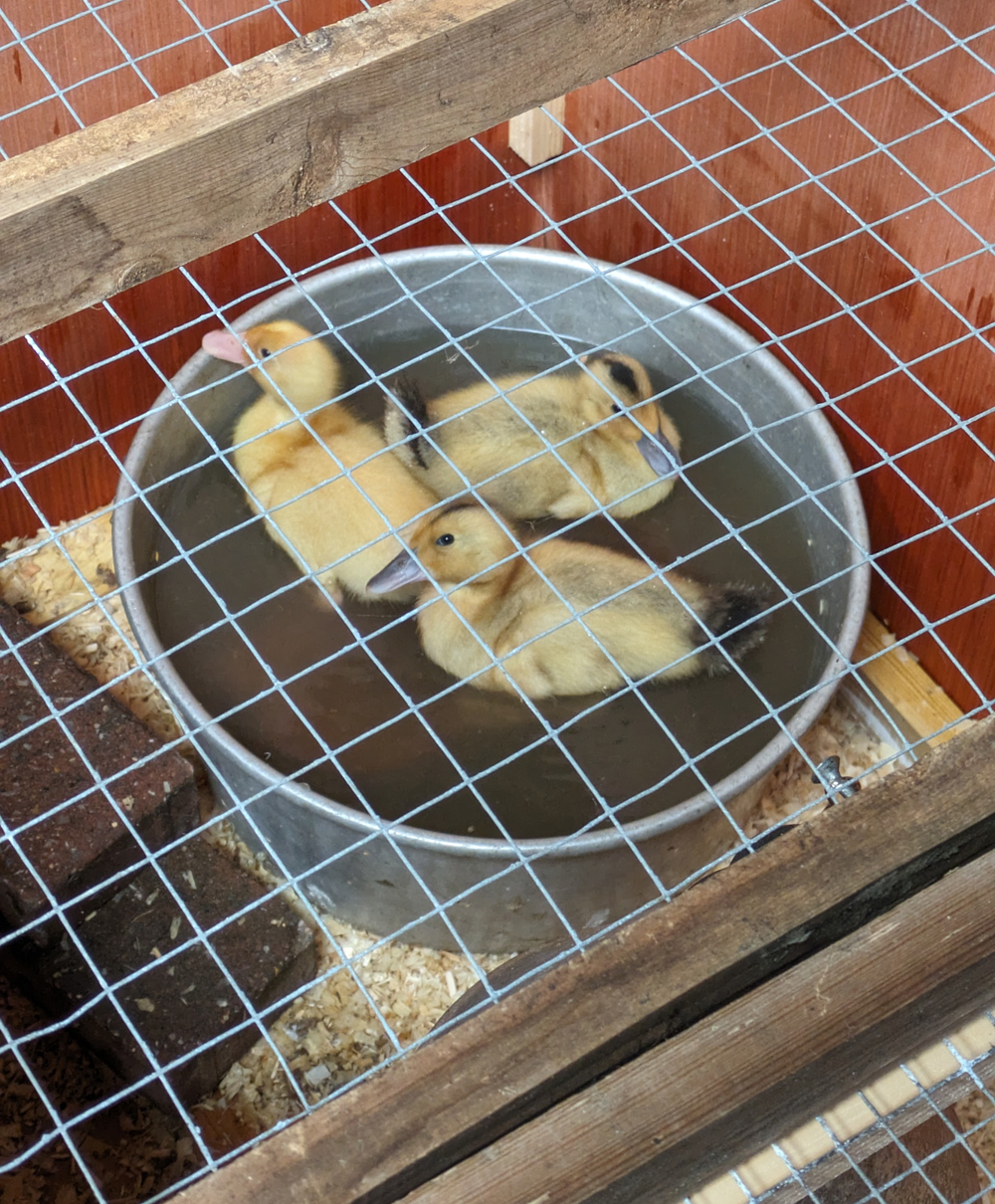 ducklings