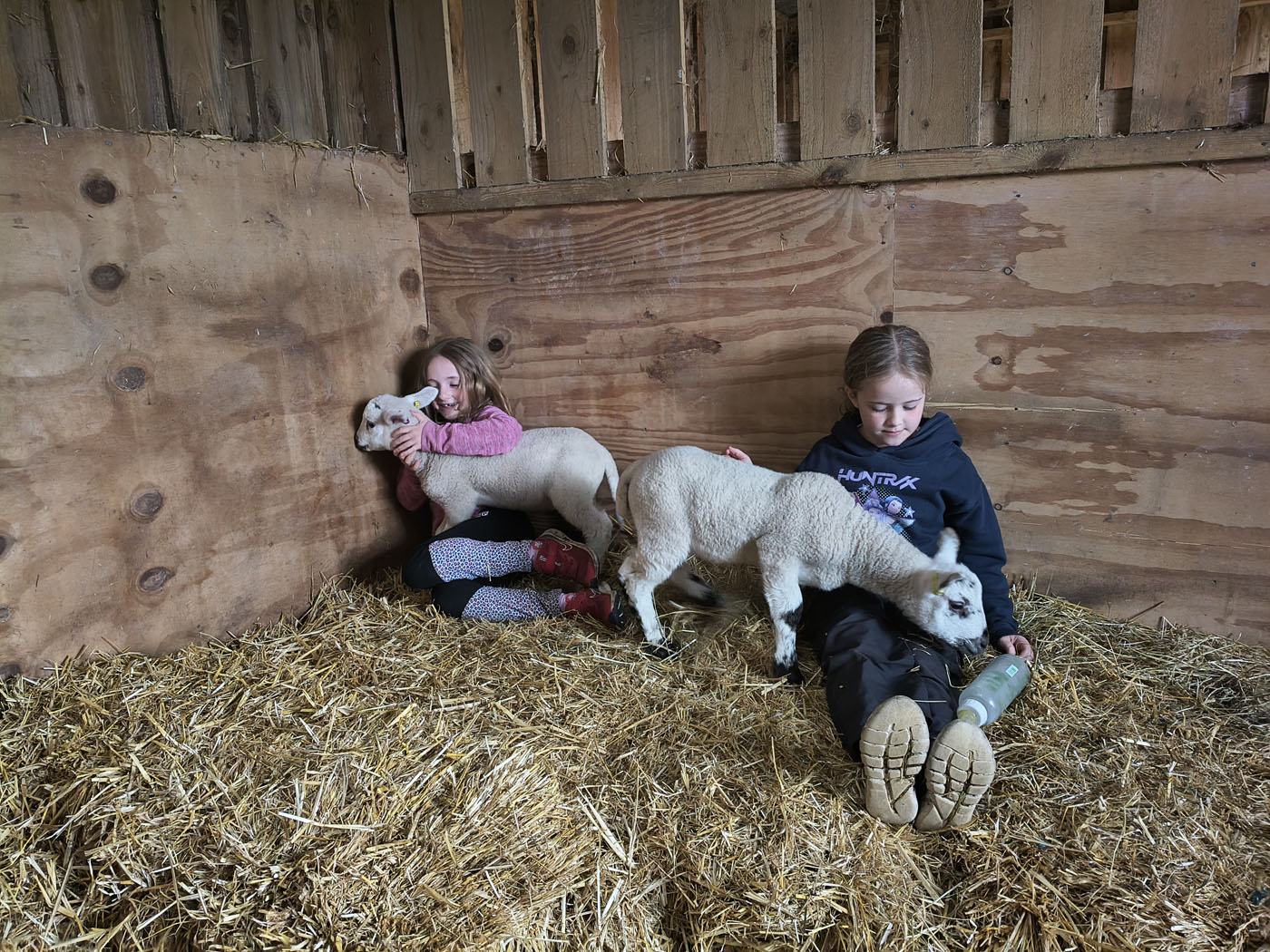 spring 2026 at Uppergate Farm