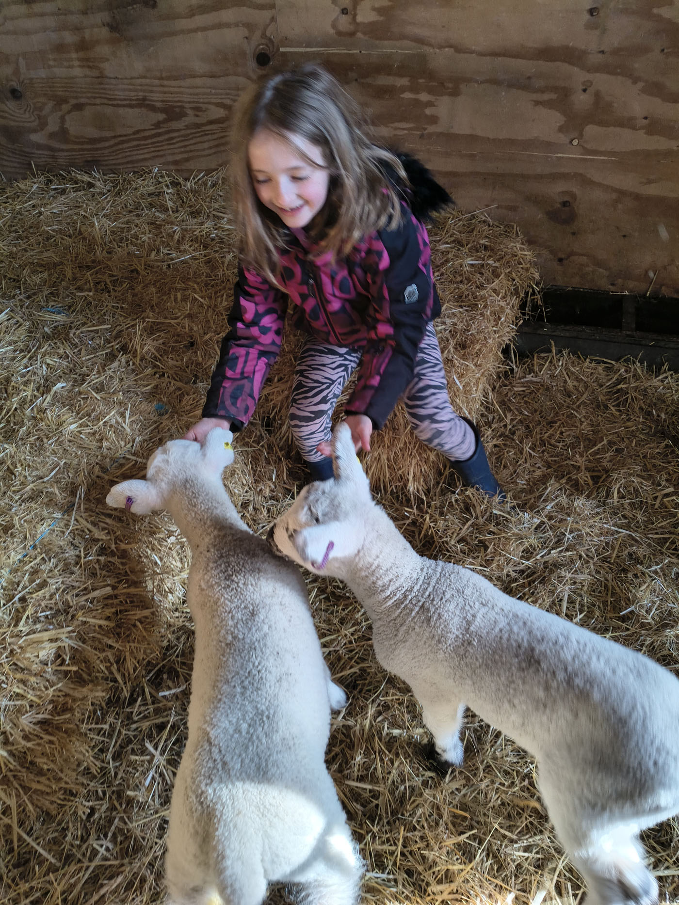 spring 2026 at Uppergate Farm