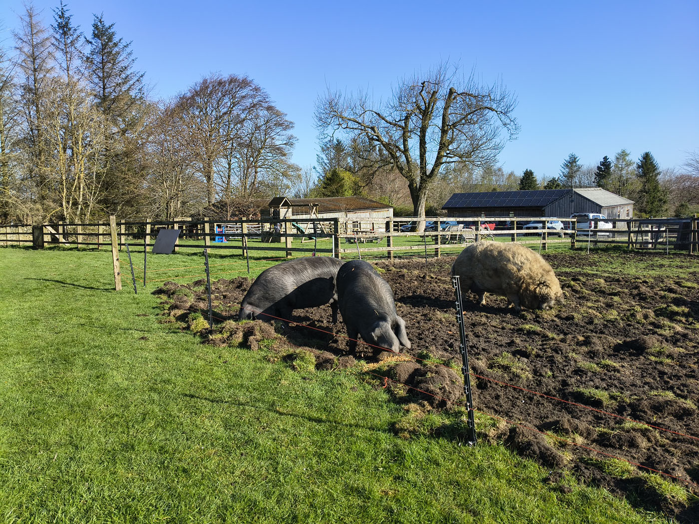 spring 2026 at Uppergate Farm