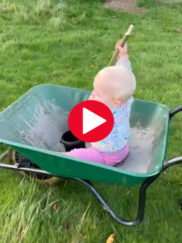 Anna in a wheelbarrow
