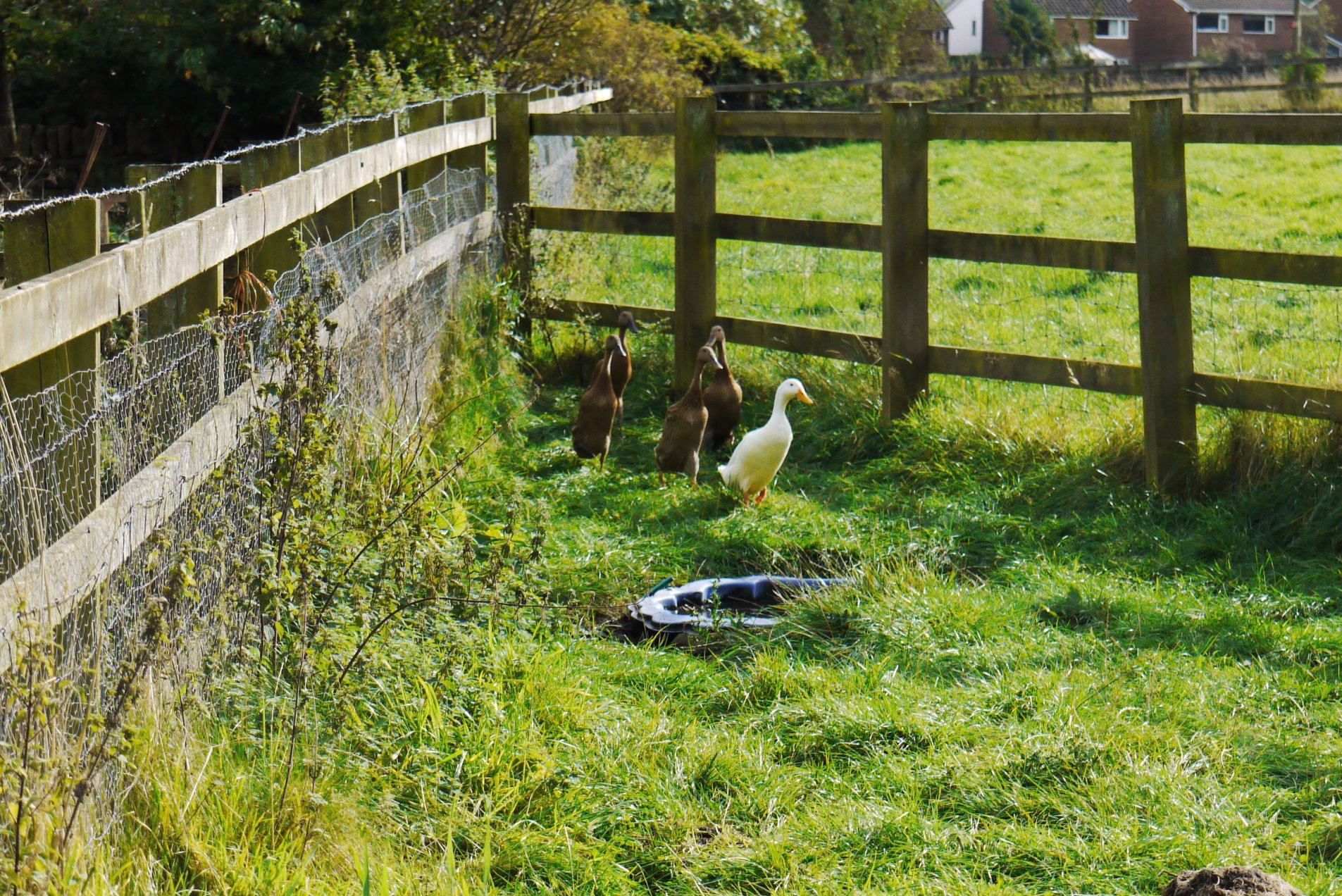 Donald and indian runner ducks