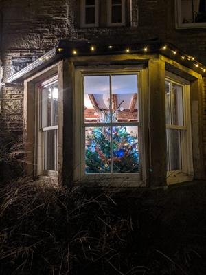 Christmas tree at Uppergate Farm