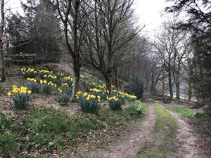 Spring 2022 daffodils