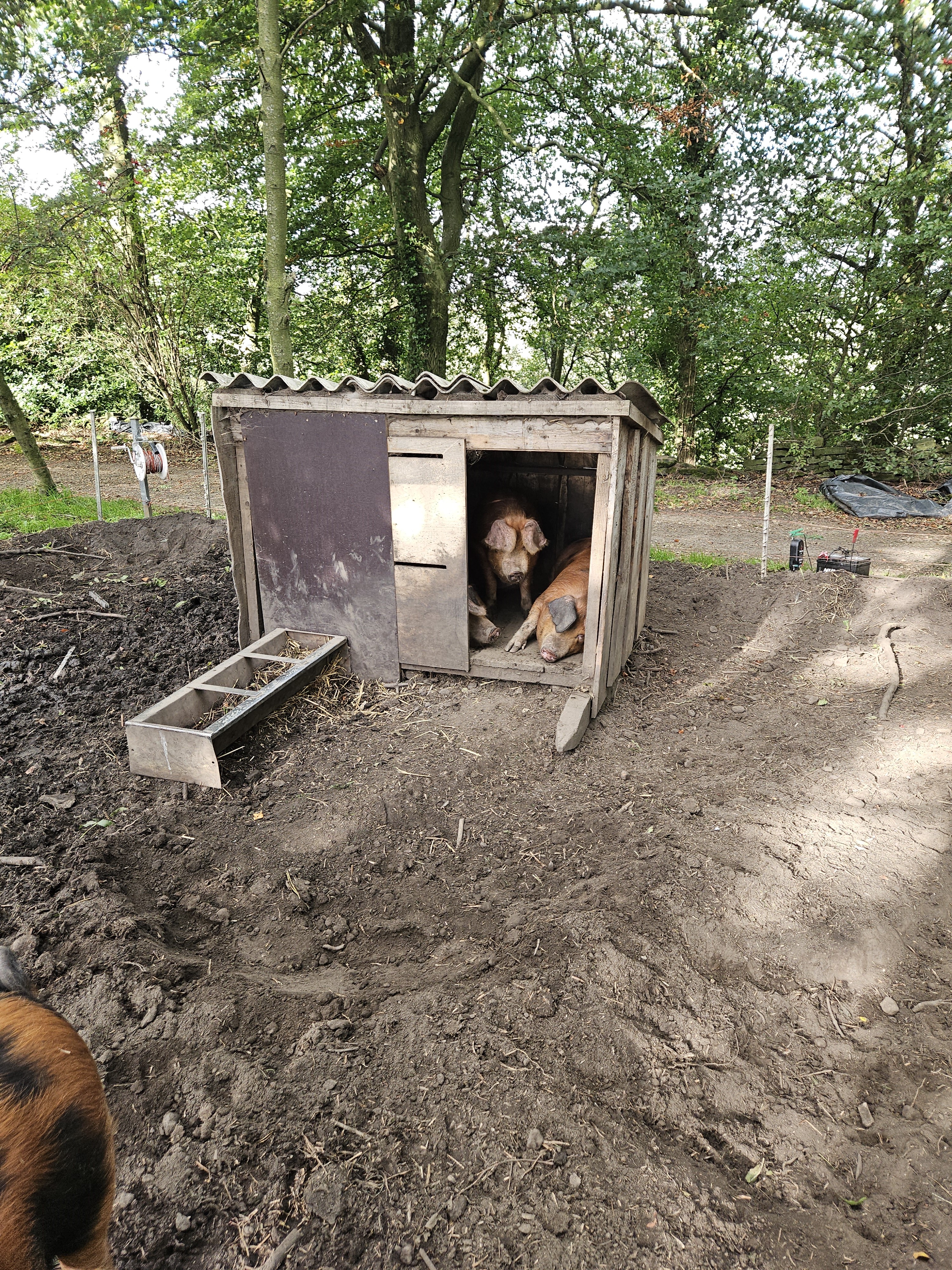 Sandy and Blacks enjoying the woodland